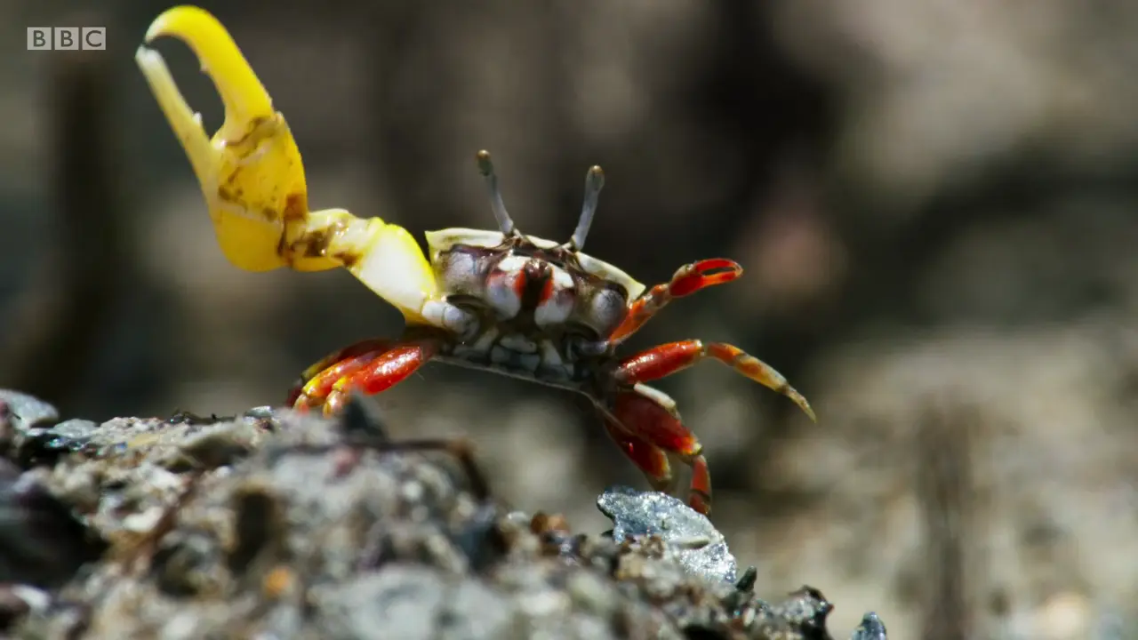 Banana fiddler crab (Austruca mjoebergi) as shown in The Mating Game - Oceans: Out of the Blue